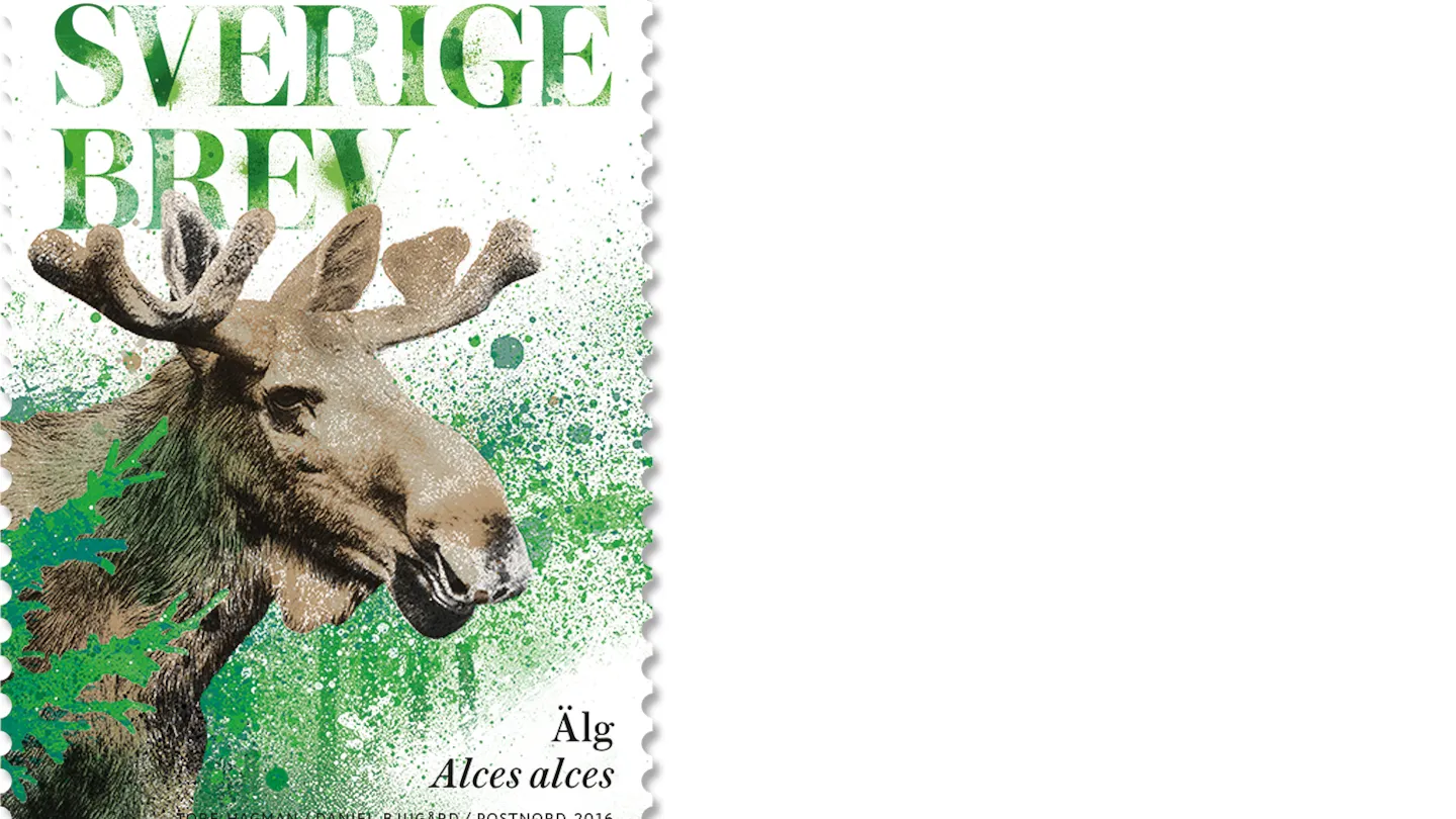 Hjortdjur